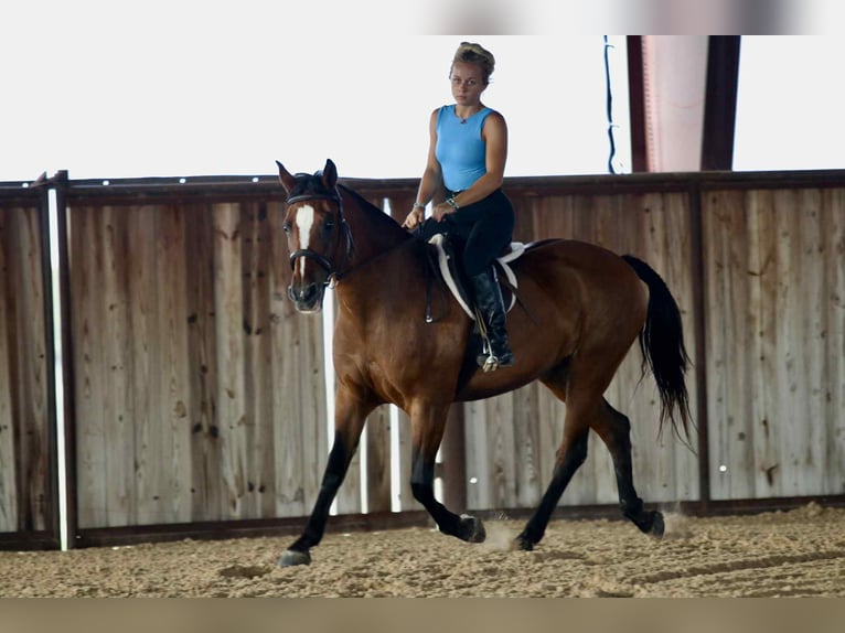 American Quarter Horse Wallach 14 Jahre 150 cm Rotbrauner in Stephenville TX