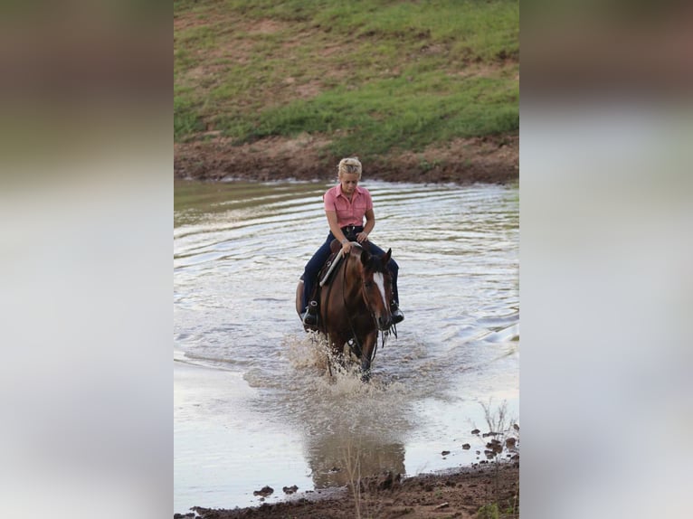 American Quarter Horse Wallach 14 Jahre 150 cm Rotbrauner in Stephenville TX