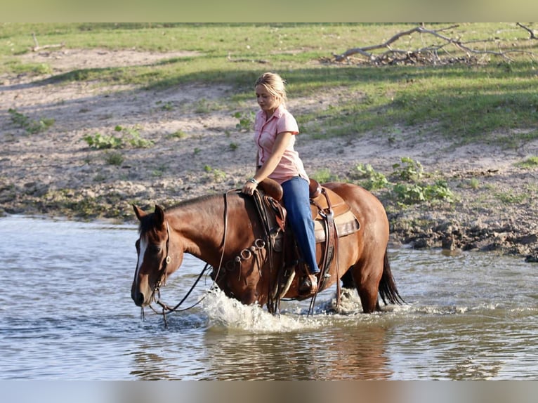 American Quarter Horse Wallach 14 Jahre 150 cm Rotbrauner in Stephenville TX