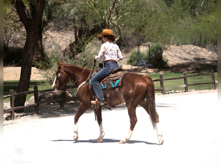 American Quarter Horse Wallach 14 Jahre 150 cm Rotfuchs in Wickenburg AZ