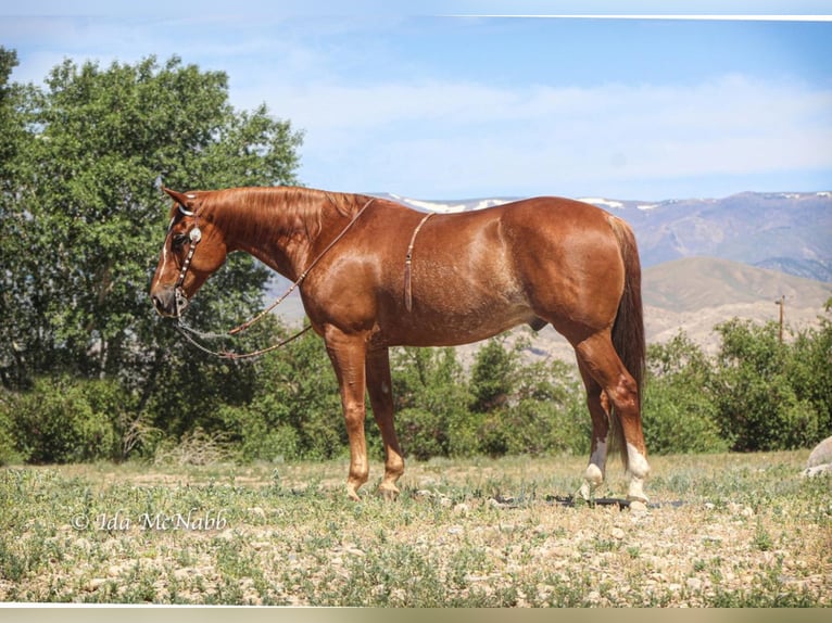 American Quarter Horse Wallach 14 Jahre 150 cm Rotfuchs in Cody, WY