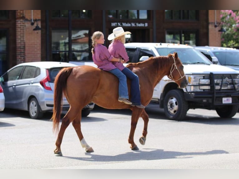 American Quarter Horse Wallach 14 Jahre 150 cm Rotfuchs in Joshua, TX