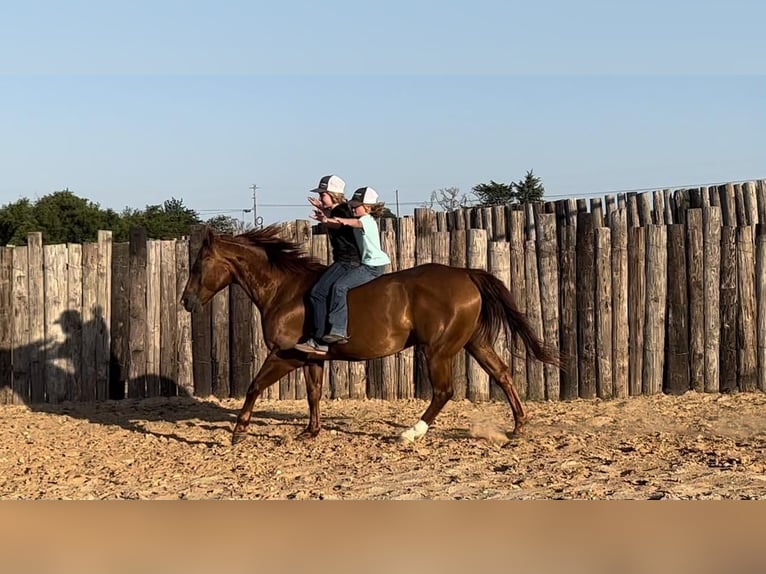 American Quarter Horse Wallach 14 Jahre 150 cm Rotfuchs in Joshua, TX