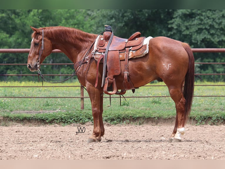 American Quarter Horse Wallach 14 Jahre 150 cm Rotfuchs in Pollok