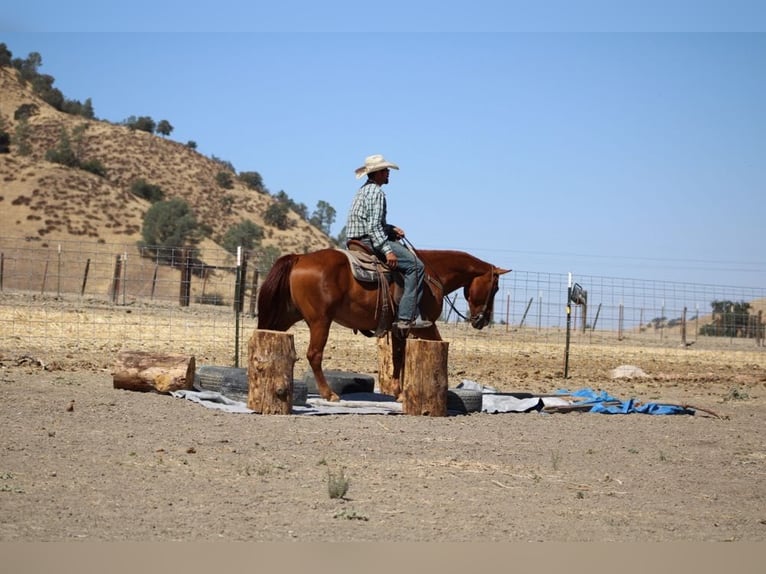 American Quarter Horse Wallach 14 Jahre 150 cm Rotfuchs in Paicines, CA