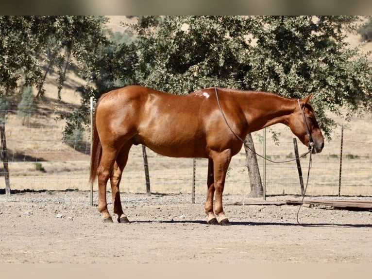 American Quarter Horse Wallach 14 Jahre 150 cm Rotfuchs in Paicines, CA