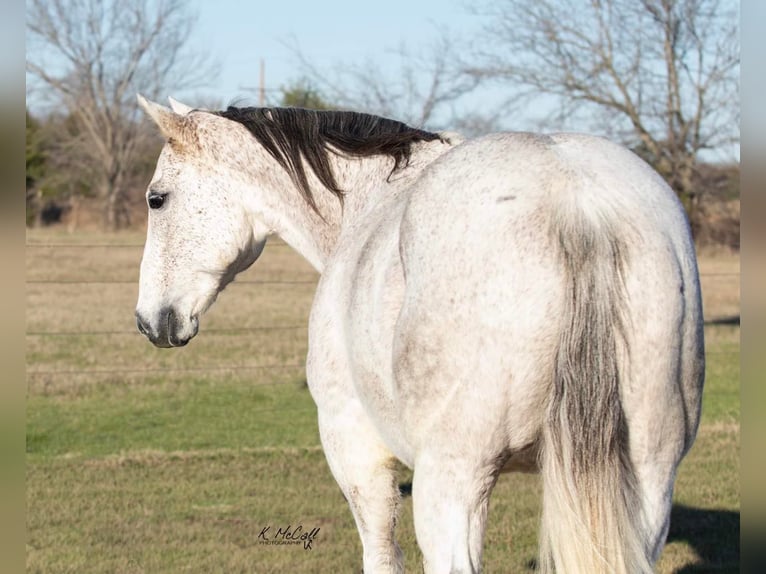 American Quarter Horse Wallach 14 Jahre 150 cm Schimmel in Ravenna TX
