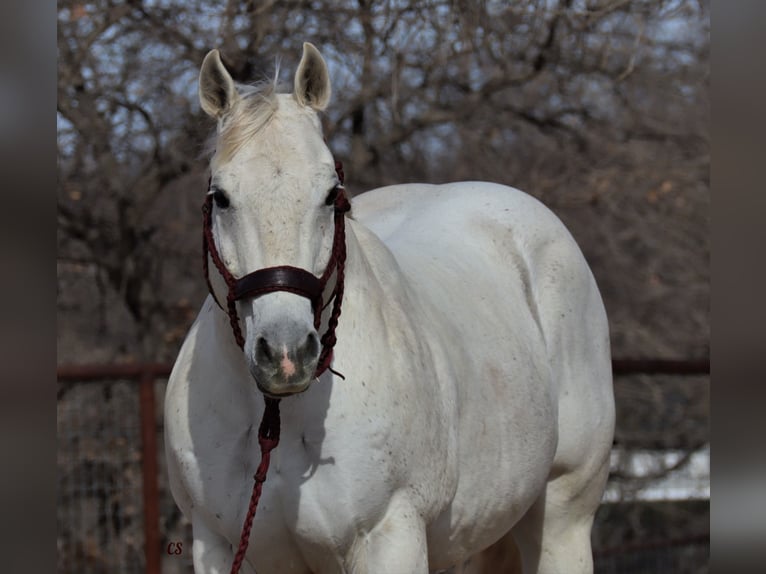 American Quarter Horse Wallach 14 Jahre 150 cm Schimmel in Jacksboro, TX