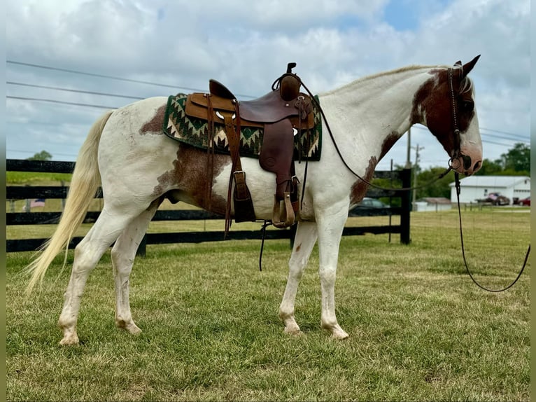 American Quarter Horse Wallach 14 Jahre 150 cm Tobiano-alle-Farben in Brooksville KY