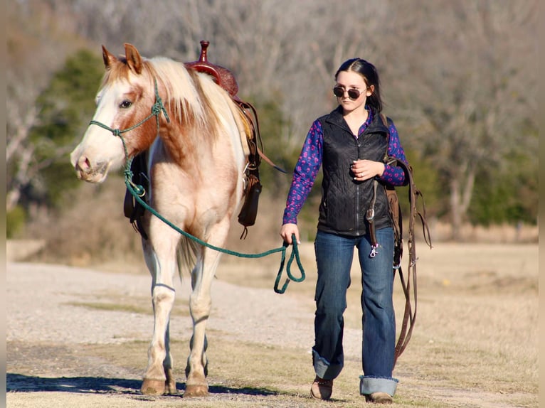 American Quarter Horse Wallach 14 Jahre 150 cm Tobiano-alle-Farben in Canton TX