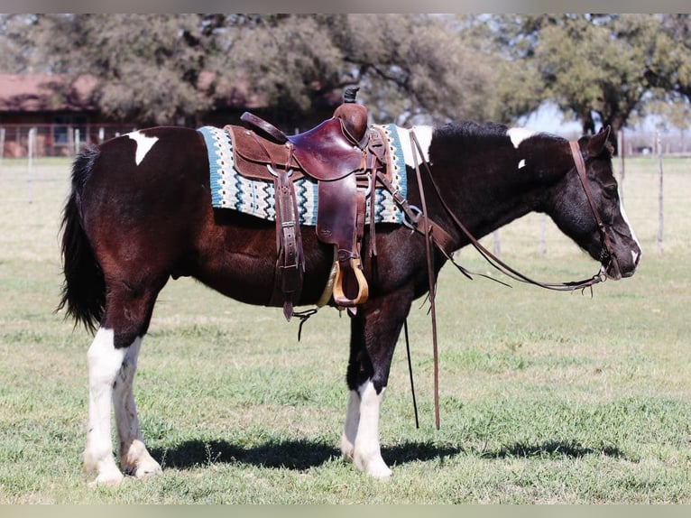 American Quarter Horse Wallach 14 Jahre 150 cm Tobiano-alle-Farben in Lipan TX