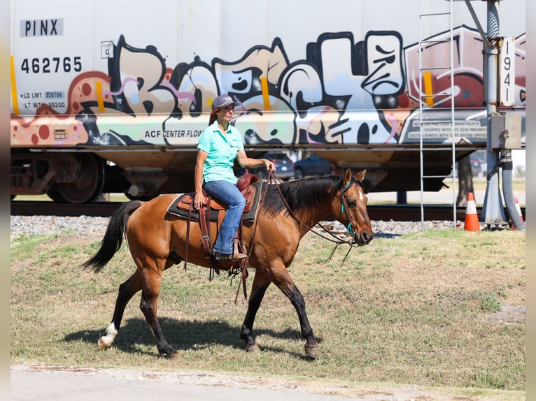 American Quarter Horse Wallach 14 Jahre 152 cm Buckskin in Forney