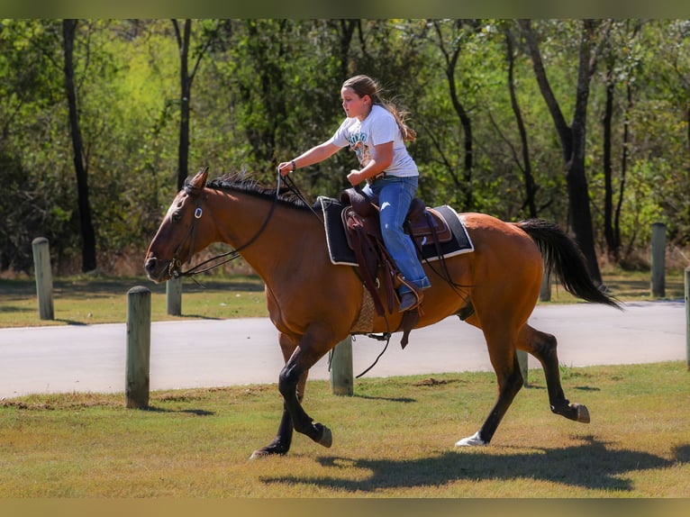 American Quarter Horse Wallach 14 Jahre 152 cm Buckskin in Forney