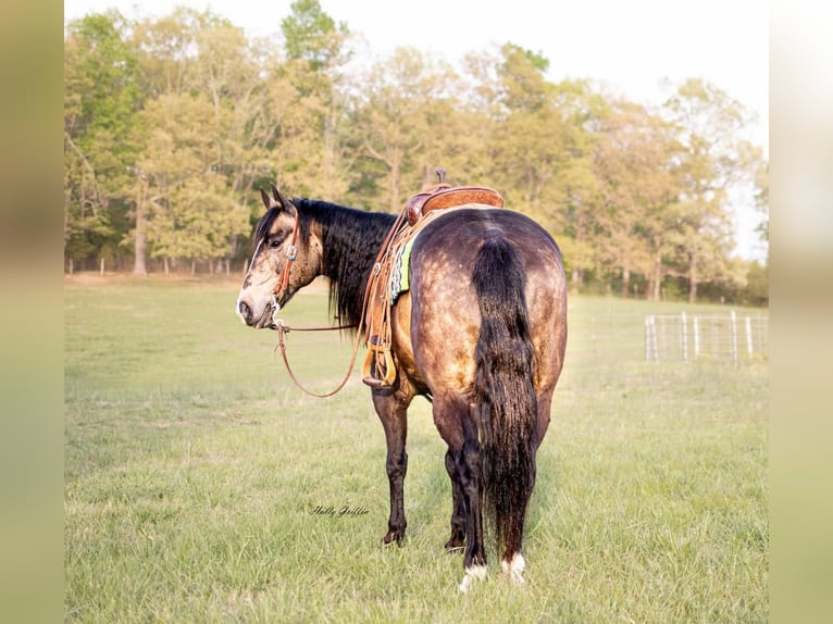 American Quarter Horse Wallach 14 Jahre 152 cm Buckskin in Greenville, KY