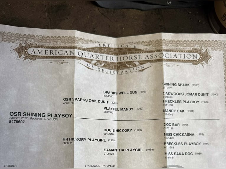 American Quarter Horse Wallach 14 Jahre 152 cm Buckskin in Tres Pinos