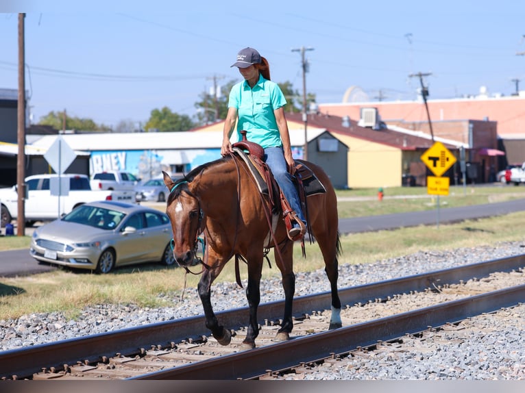 American Quarter Horse Wallach 14 Jahre 152 cm Buckskin in Forney American Quarter Horse Wallach 14 Jahre 152 cm Buckskin in Forney