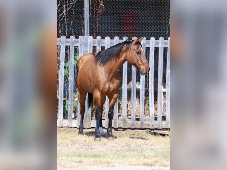 American Quarter Horse Wallach 14 Jahre 152 cm Buckskin in Forney American Quarter Horse Wallach 14 Jahre 152 cm Buckskin in Forney