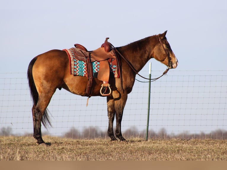 American Quarter Horse Wallach 14 Jahre 152 cm Buckskin in Sonora KY