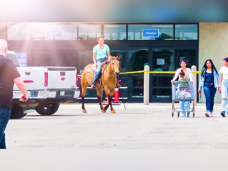 American Quarter Horse Wallach 14 Jahre 152 cm Buckskin in Bluff Dale, TX