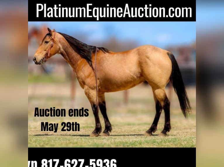 American Quarter Horse Wallach 14 Jahre 152 cm Buckskin in Bluff Dale, TX