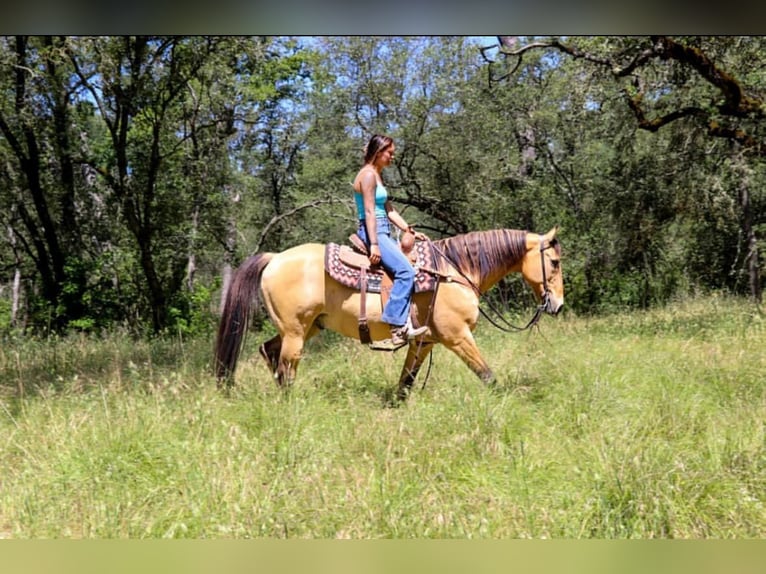 American Quarter Horse Wallach 14 Jahre 152 cm Buckskin in Pleasant Grove CA