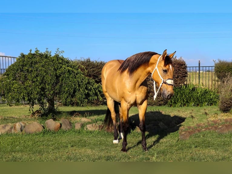 American Quarter Horse Wallach 14 Jahre 152 cm Buckskin in Pleasant Grove CA