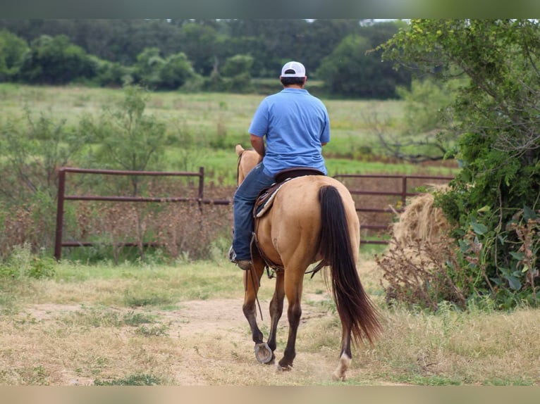 American Quarter Horse Wallach 14 Jahre 152 cm Buckskin in Stephenville TX
