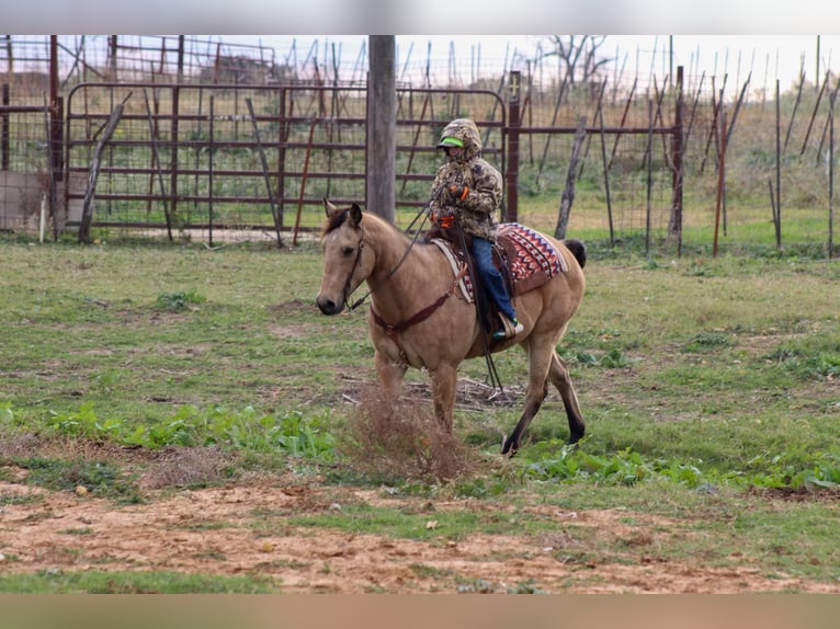 American Quarter Horse Wallach 14 Jahre 152 cm Buckskin in Stephenville TX