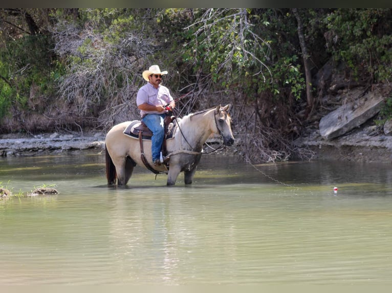 American Quarter Horse Wallach 14 Jahre 152 cm Buckskin in Stephenville TX