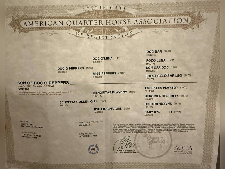 American Quarter Horse Wallach 14 Jahre 152 cm Buckskin in Stephenville TX