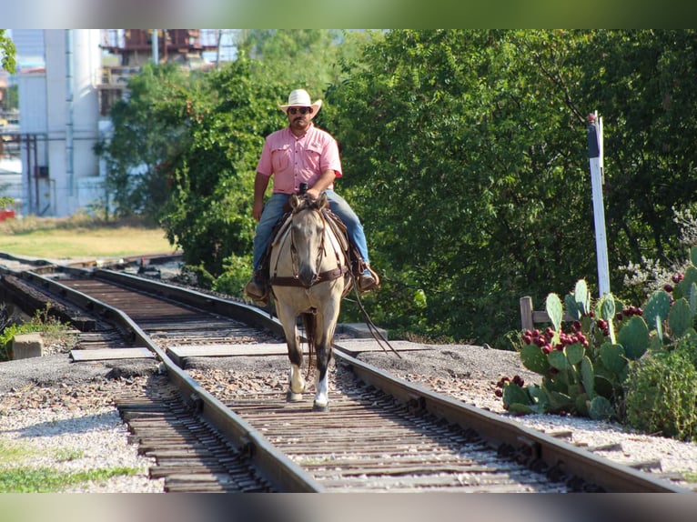 American Quarter Horse Wallach 14 Jahre 152 cm Buckskin in Stephenville TX