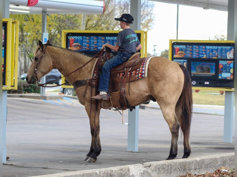 American Quarter Horse Wallach 14 Jahre 152 cm Buckskin in Stephenville TX