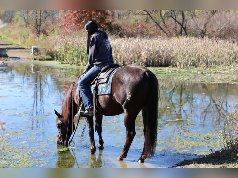 American Quarter Horse Wallach 14 Jahre 152 cm Dunkelfuchs in Beaver Springs