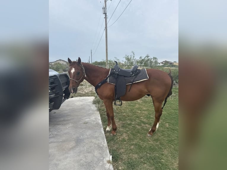 American Quarter Horse Wallach 14 Jahre 152 cm Dunkelfuchs in Perry