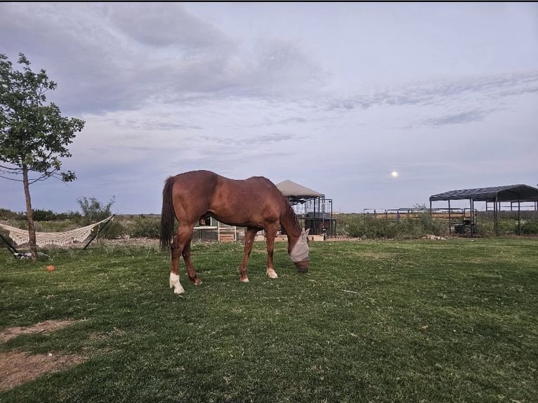 American Quarter Horse Wallach 14 Jahre 152 cm Dunkelfuchs in Perry
