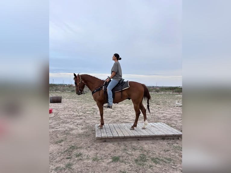 American Quarter Horse Wallach 14 Jahre 152 cm Dunkelfuchs in Perry