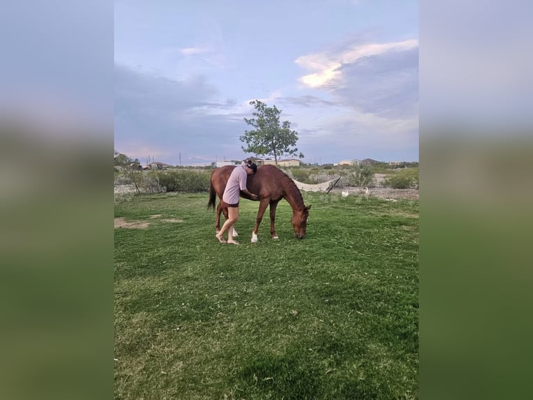 American Quarter Horse Wallach 14 Jahre 152 cm Dunkelfuchs in Perry