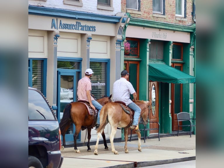 American Quarter Horse Wallach 14 Jahre 152 cm Dunkelfuchs in Brooksville KY
