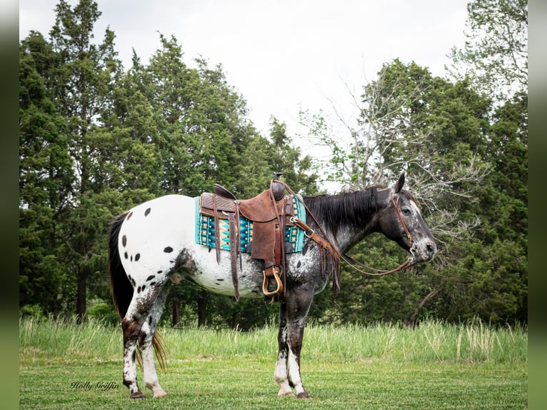 American Quarter Horse Wallach 14 Jahre 152 cm Dunkelfuchs in Greenville TX