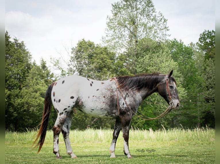 American Quarter Horse Wallach 14 Jahre 152 cm Dunkelfuchs in Greenville TX