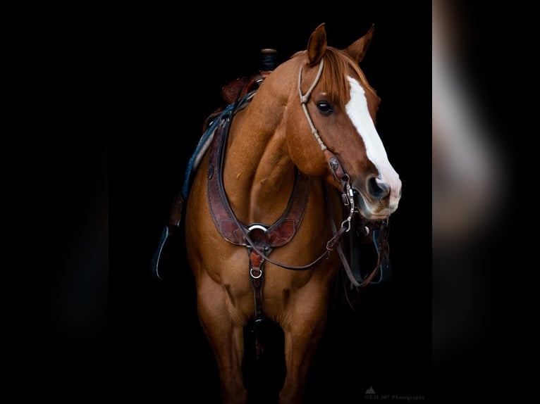 American Quarter Horse Mix Wallach 14 Jahre 152 cm Falbe in Powell, WY