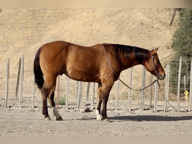 American Quarter Horse Wallach 14 Jahre 152 cm Falbe in Paicines CA