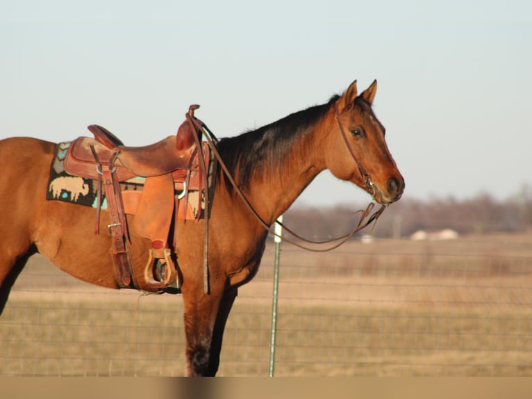 American Quarter Horse Wallach 14 Jahre 152 cm Falbe in Sonora, KY