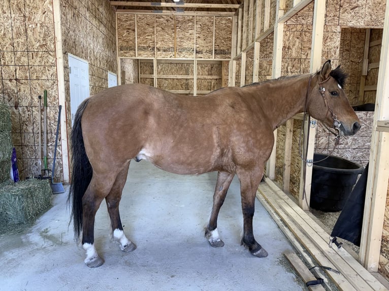 American Quarter Horse Wallach 14 Jahre 152 cm Falbe in Weston