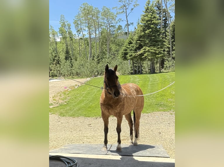 American Quarter Horse Wallach 14 Jahre 152 cm Falbe in Weston