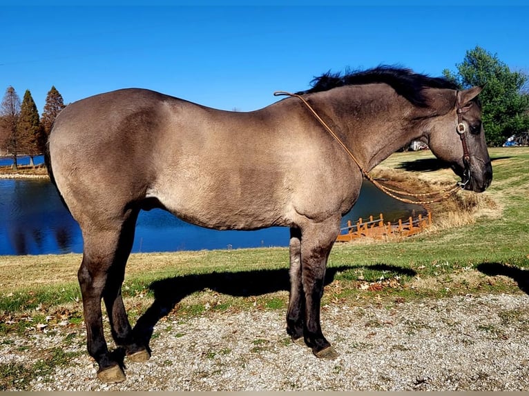 American Quarter Horse Wallach 14 Jahre 152 cm Grullo in Robards, KY