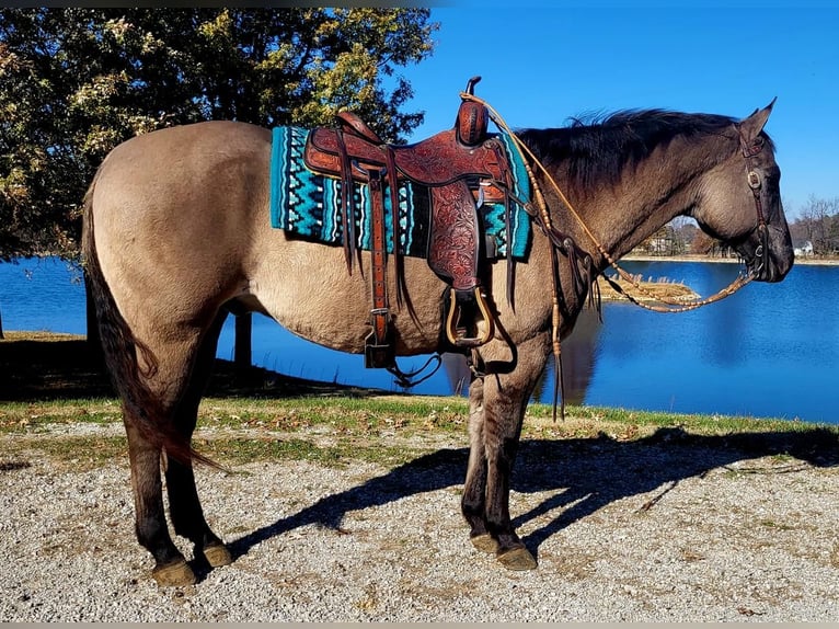 American Quarter Horse Wallach 14 Jahre 152 cm Grullo in Robards, KY