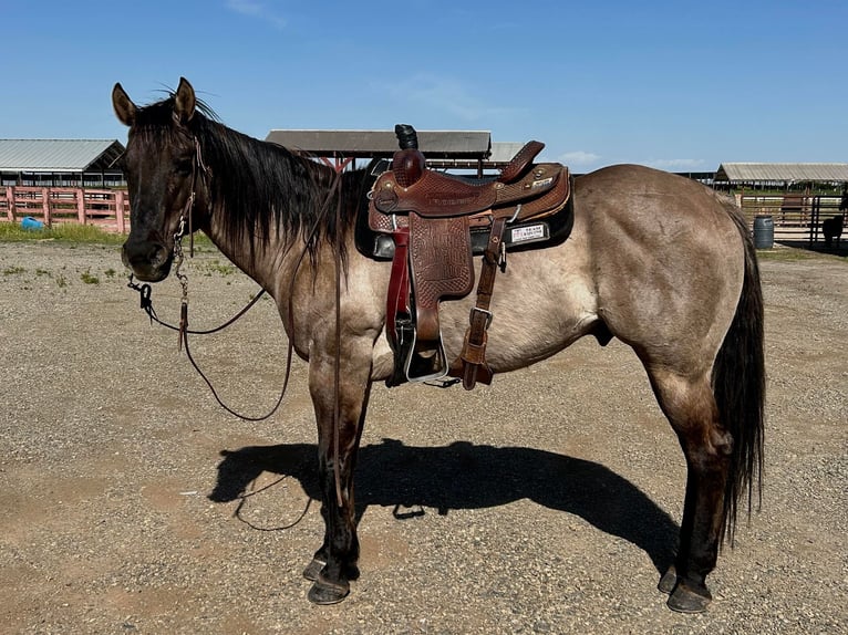 American Quarter Horse Wallach 14 Jahre 152 cm Grullo in HIckman CA