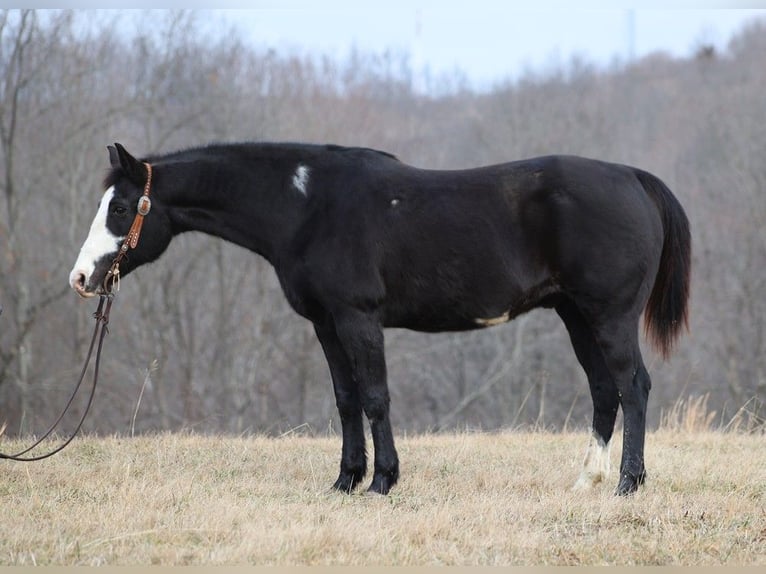 American Quarter Horse Wallach 14 Jahre 152 cm Overo-alle-Farben in Brodhead KY