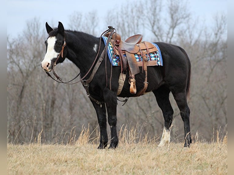 American Quarter Horse Wallach 14 Jahre 152 cm Overo-alle-Farben in Brodhead KY
